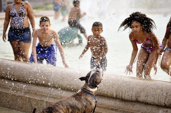 Dog cooling off at Swann Memorial Fountain